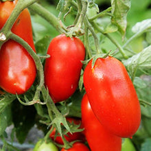 Banana Tomato Seeds (Solanum lycopersicum) for a reliable harvest in the Vegetable Home Garden