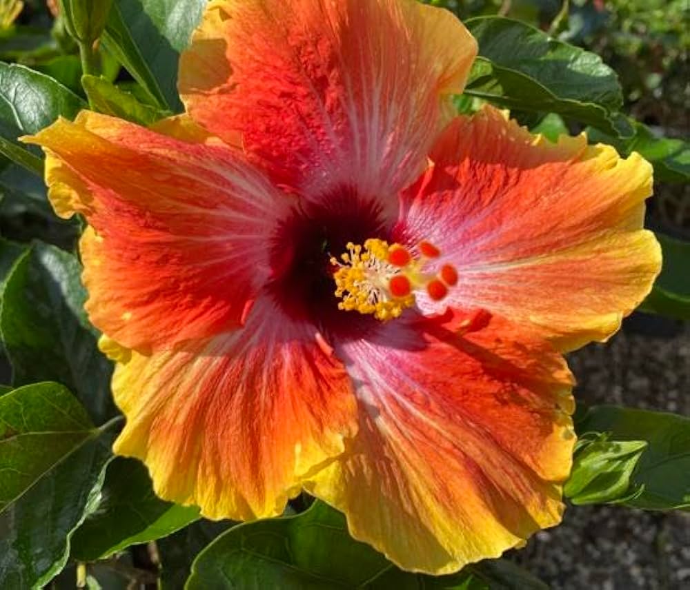 Hibiscus Hibiscus Rosa-Sinensis Yellow Orange Flower Seeds for Planting – Suitable for Backyard Planting and Garden Decor