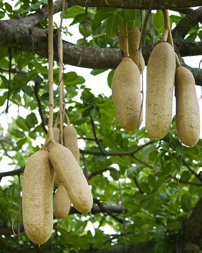 Green Sausage Plants for gardeners building out beds and borders