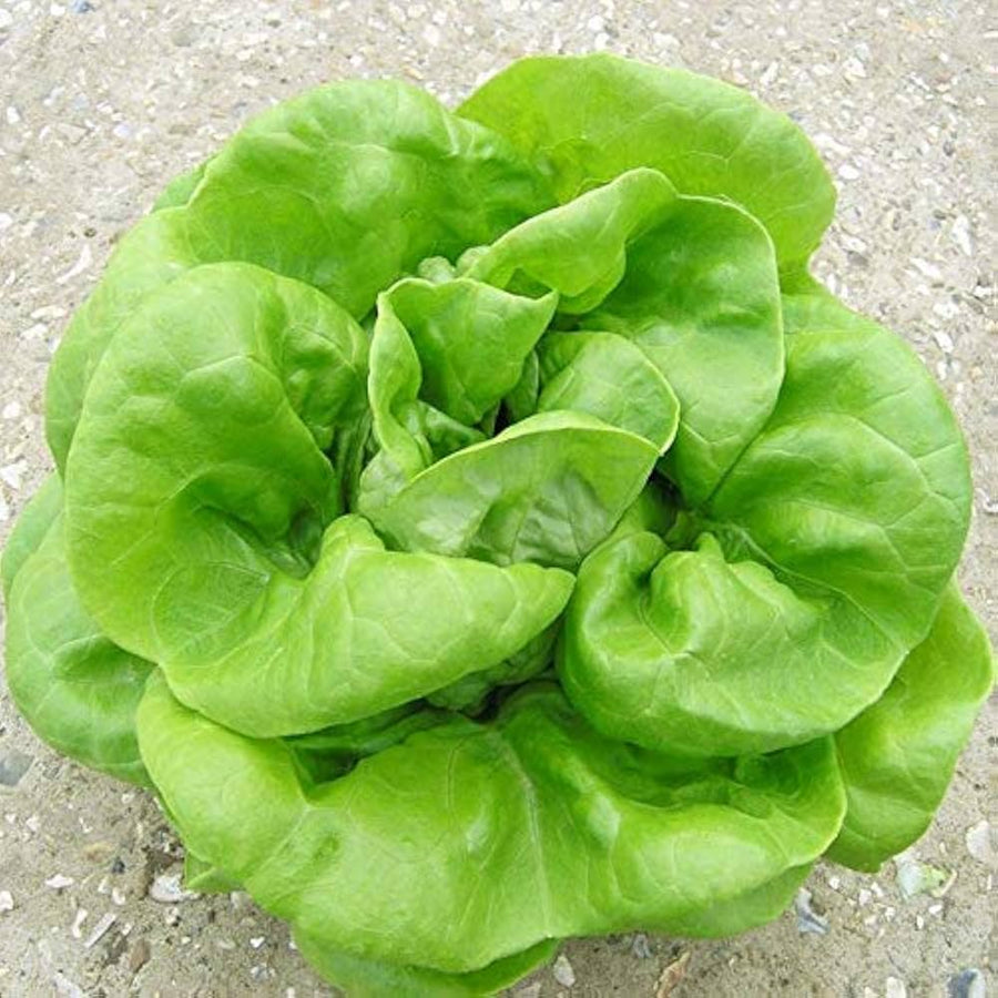 Bibb Lettuce Hood (Lactuca sativa) for organic garden and fresh greens