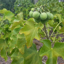 Jatropha Curcas Biodiesel Green Fuel Seltene Sukkulente Halb Samen Seeds for gardeners building out beds and borders