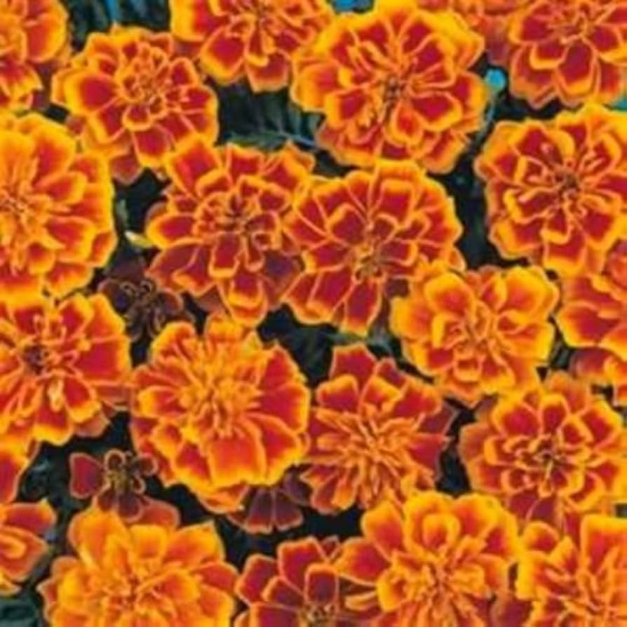Tall Multicolor Marigold flower seeds â€“ vibrant mix for border planting