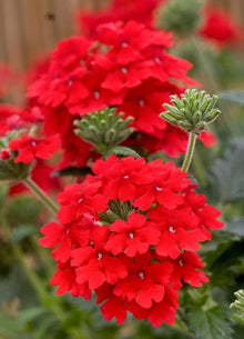 Red Hydrangea Verbena Seeds for fast cover along a fence or wall