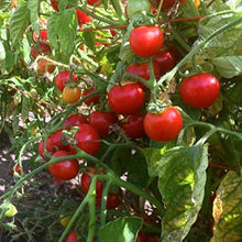 Grape Cherry Tomato Seeds for growers stocking a kitchen garden