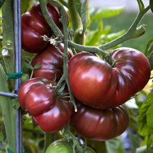 Copia Bi-Color Tomato Seeds for growers stocking a kitchen garden
