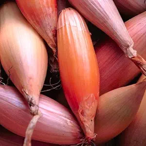 Four (Seasons Shallot Allium cepa vegetable) for planting in garden