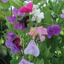 Sweet Pea Mixed F1 Hybrid Flower Seeds