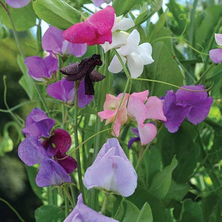 Sweet Pea Mixed F1 Hybrid Flower Seeds