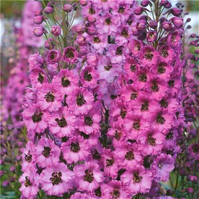 Giant Delphinium Cultorum flowering seeds