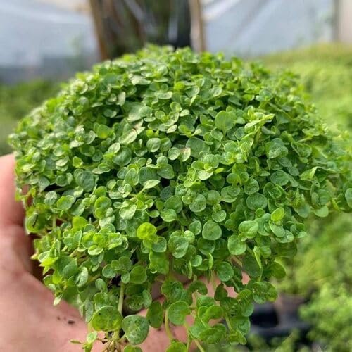 Green Corsican Mint Plants for cooks growing their own fresh herbs