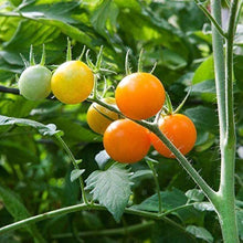 Lemon Boy Tomato Seeds for growers stocking the Solanum patch urban garden