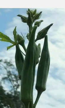 Long Pod Green Okra Seeds for a productive addition to the vegetable patch