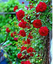 Climbing Rose Sedo Seeds for fast cover along a fence or wall