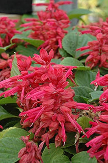Rose Salvia Vista Seeds for a lasting display in the Home Flower Beds Urban Gardens