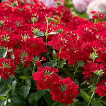 New Arrival of Lantana Flower Seeds, Rare and Beautiful Perennial Bonsai Plant for Home Garden, Seed Pots Lot  Ornamental Garden Plant Premium Quality Seeds