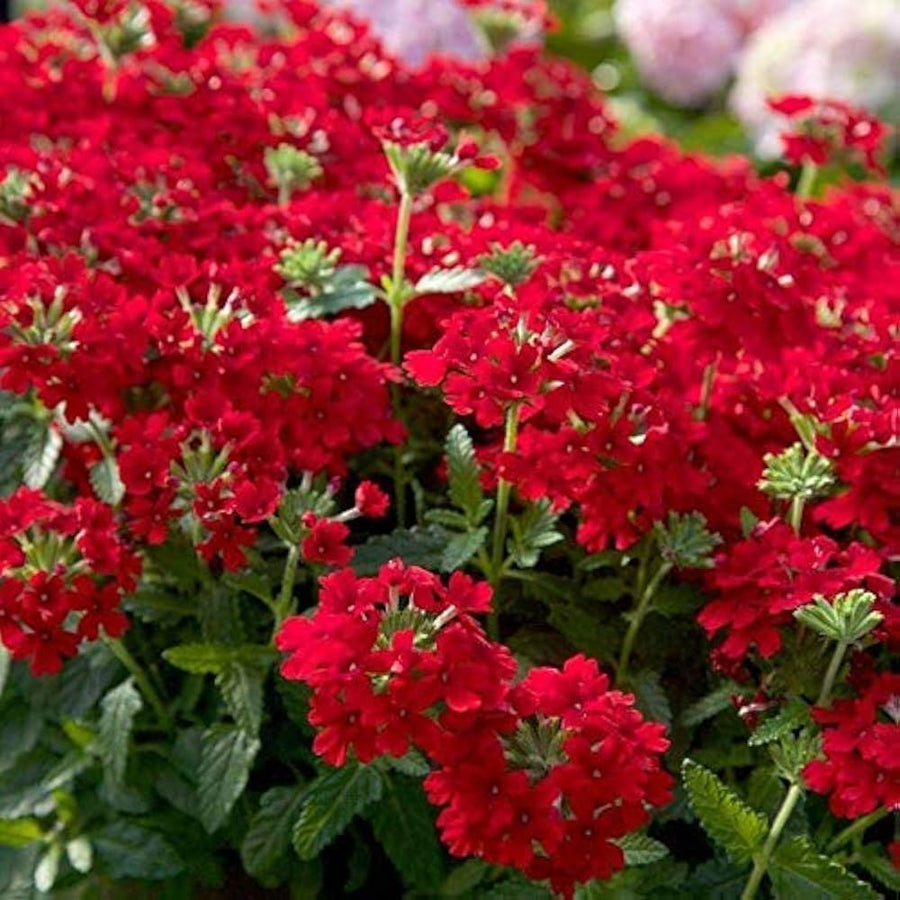 New Arrival of Lantana Flower Seeds, Rare and Beautiful Perennial Bonsai Plant for Home Garden, Seed Pots Lot  Ornamental Garden Plant Premium Quality Seeds