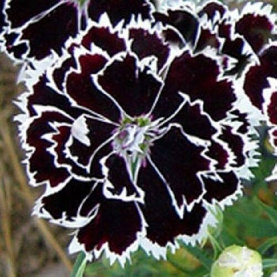 Dianthus Japanese Pinks perennial flower seeds