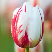 Tulip Tulipa Gesneriana Seeds for colorful blooms in the Flower Bed & Urban Garden