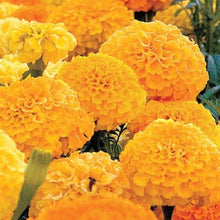 Marigold Flower ��������� Tagetes spp. ��������� for planting in light orange garden