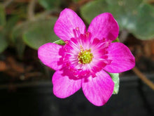Medallion Seeds (Zinnia elegans) for a lasting display in the flower beds and garden landscapes
