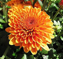 Black Chrysanthemum Seeds for gardeners building out beds and borders