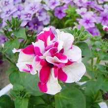 Tritunia Rose Star Seeds prized for stunning Rose-Colored Petunias
