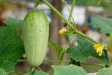 Thai Cucumber Seeds (Cucumis sativus) for growers stocking the Urban Vegetable Patch