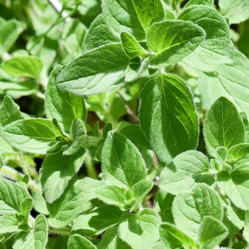 Green Oregano Plants for a fragrant addition to the herb patch