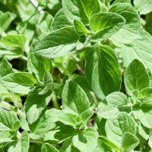 Green Oregano Plants for a fragrant addition to the herb patch
