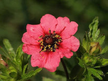Hardy Scarlet Cinquefoil Seeds for growers seeking a long-blooming display