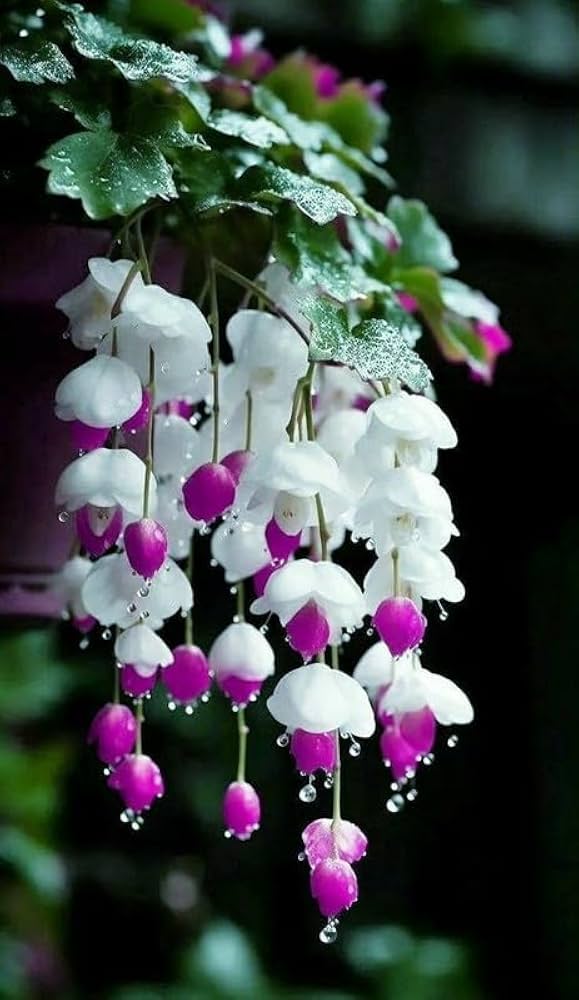 Begonia Flower ��������� Begonia spp. ��������� for planting in yellow red garden