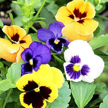 As Show in Image: Beautiful Pansy Seeds for a lasting addition to the landscape