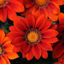 Gazania Rigens Seeds (Gazania rigens) for gardeners building out beds and borders