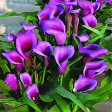 Purple Calla Lily Zantedeschia Aethiopica Seeds for a colorful addition to any planting