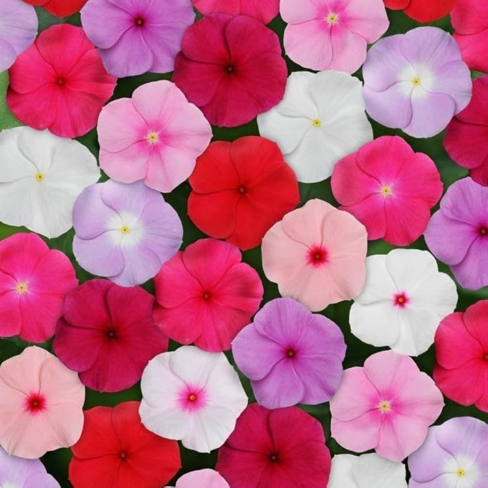 Vinca 'Catharanthus Roseus' Mixed Color Seeds for a lasting display in the Container Planting