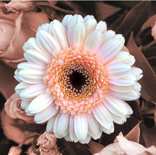 Gerbera Daisy Seeds for gardeners building out beds and borders