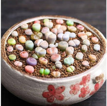 Succulent Lithops Seeds for low-maintenance growing in the Mixed Garden