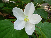 White Orchid Tree (Bauhinia acuminata) for planting in exotic bonsai garden