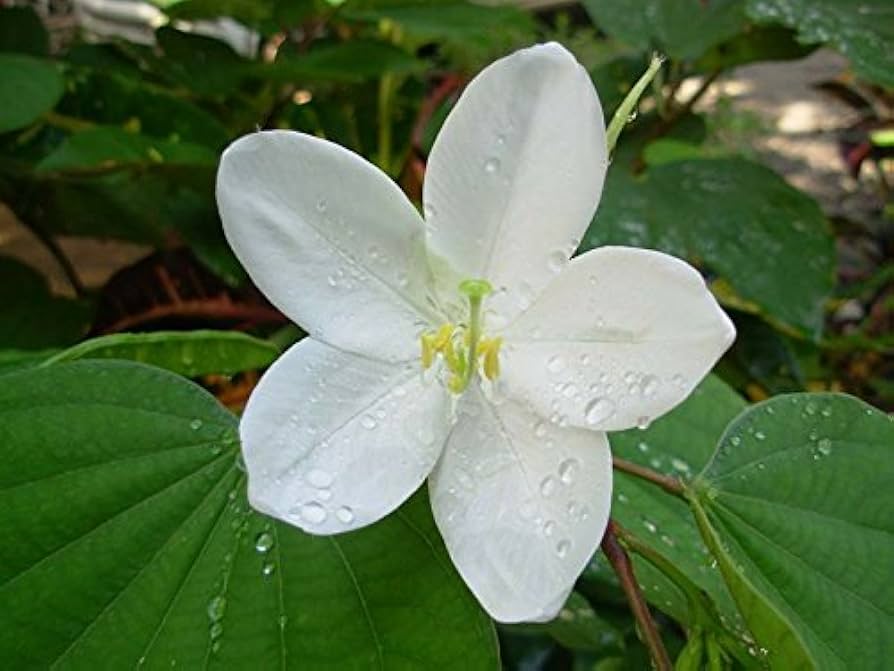White Orchid Tree (Bauhinia acuminata) for planting in exotic bonsai garden
