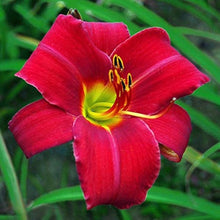 Daylily Keep the Faith Reblooming Seeds for growers seeking a long-blooming display