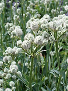 Eryngium Yuccifolium flower seeds