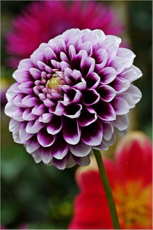 Army Green: New Arrival Purple Edge White Dahlia Seeds for long-term planting in the yard