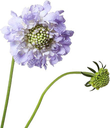 Scabiosa Cutbrite Pincushion Mix Seeds for seasonal color across the Cut Pollinator Gardens