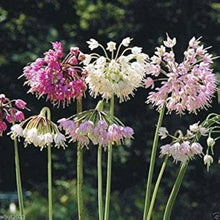 Allium Cernuum Wobble Pink Onion Seeds (Allium cernuum) for a fresh homegrown crop from the Flower Bed