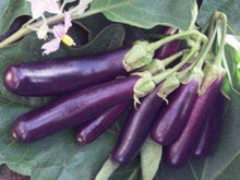 Plant Seeds (Japanese eggplant) for growers stocking the home vegetable garden or patio pots