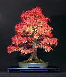Japanese Small Maple Tree Bonsai Seeds for a lasting addition to the landscape