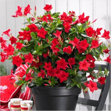 Dark blue mandevilla sanderi flower seeds