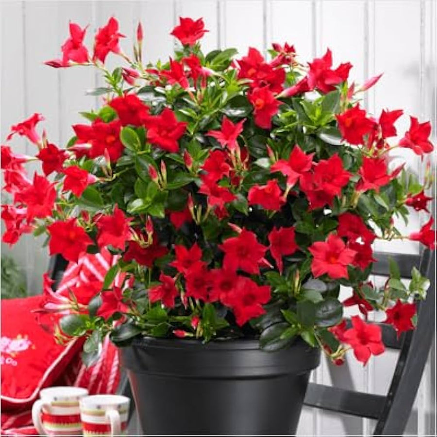 Dark blue mandevilla sanderi flower seeds