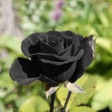 Rare China Black Rose Seeds valued for dIY Gardening