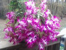Schlumbergera Zygocactus Rare Seeds for reliable seasonal color
